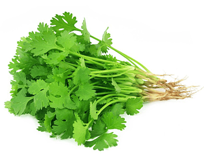 Coriander leaves
